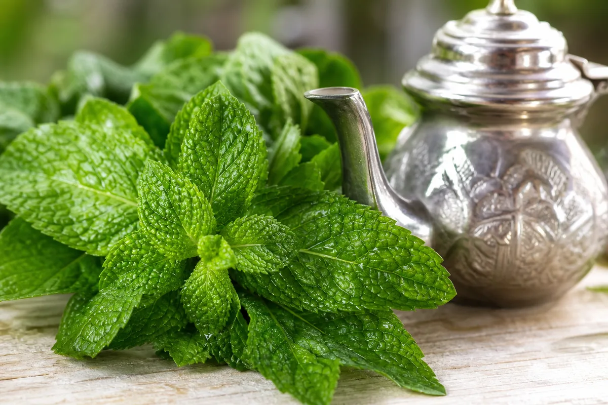 Feuilles de menthe verte nanah fraîche posées près d’une théière marocaine